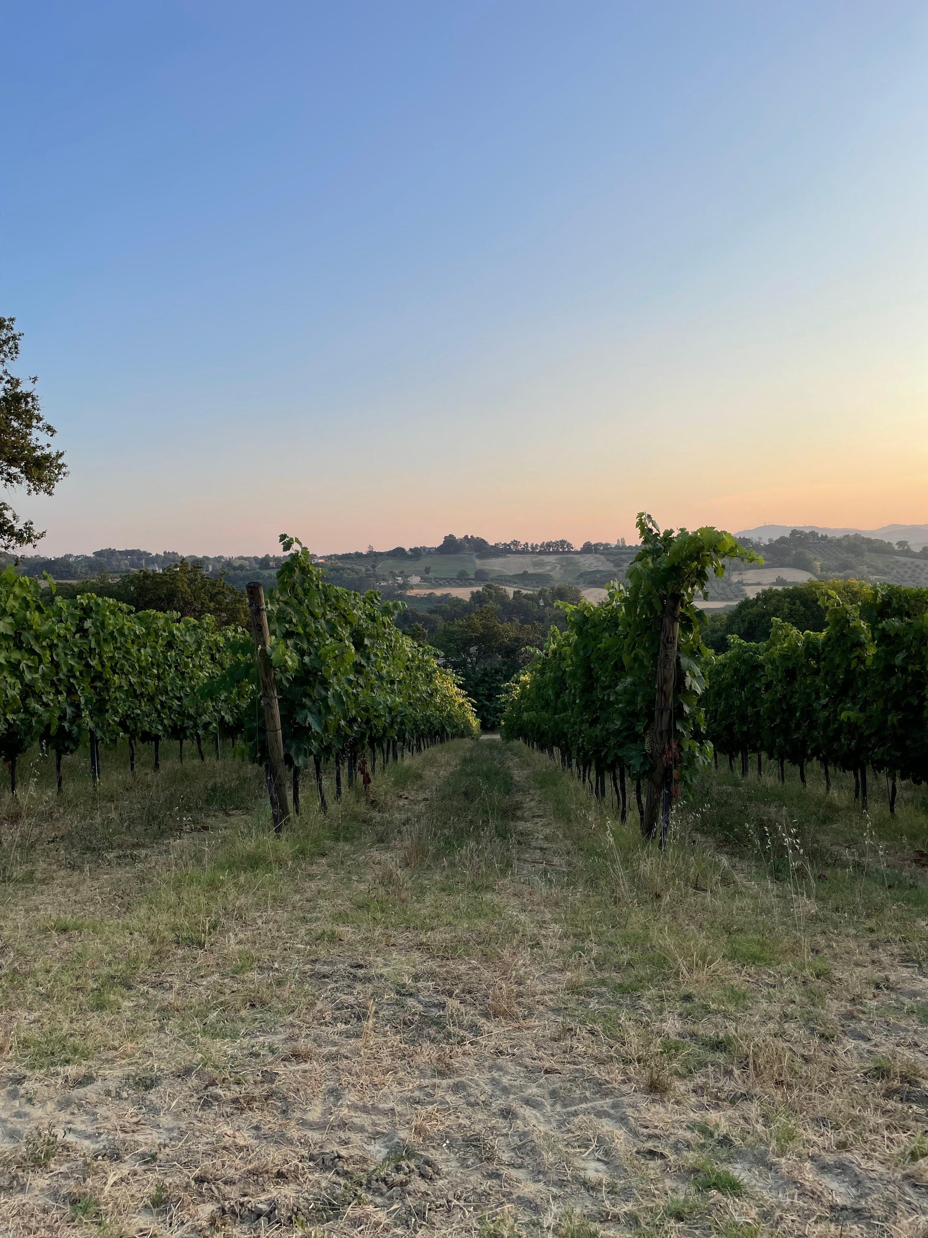 Le dolci colline fanesi a Crespaia: il vino è il risultato del rispetto della natura e della vigna. Crespaia è un'azienda biologica che crede nella tradizione del territorio e della vinificazione marchigiana e lo trasmette. 